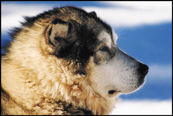 Alaska - Malamute ...