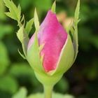 Alaska Rose Bud