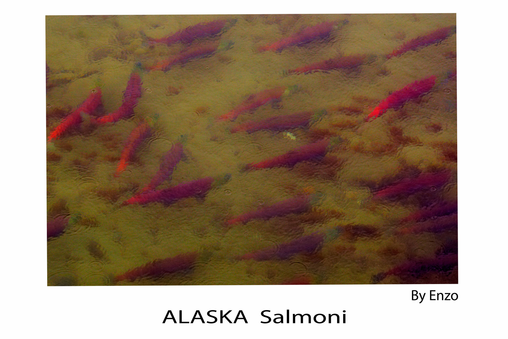 ALASKA Salmoni