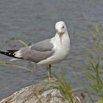 Alaska Sturmmöwe - Mew Gull (Larus canus brachyrhynchus)...