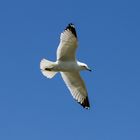 Alaska Sturmmöwe - Mew Gull (Larus canus brachyrhynchus)