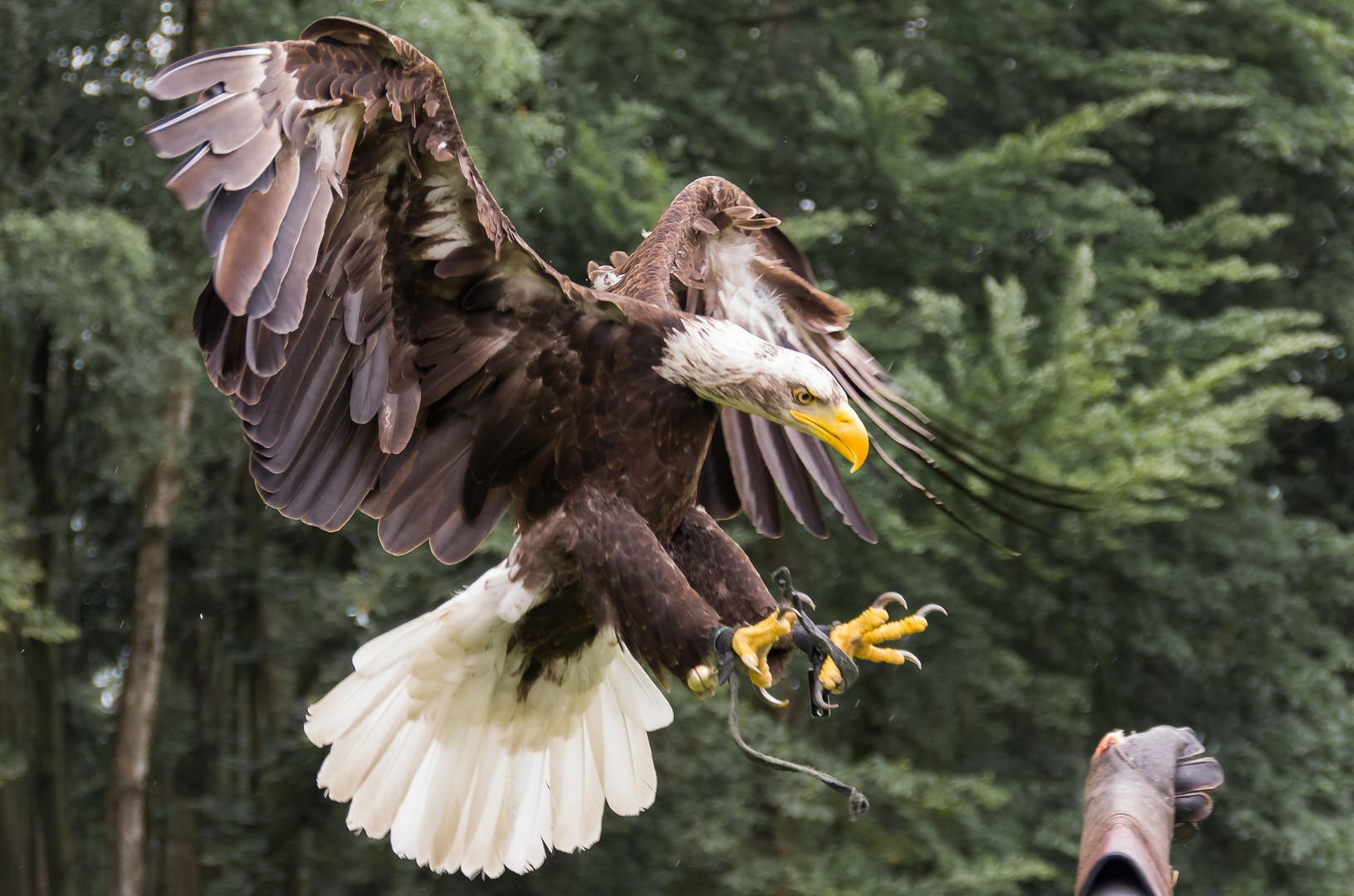 Alaska Weißkopfseeadler