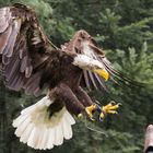 Alaska Weißkopfseeadler