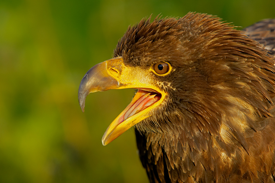 Alaska Weißkopfseeadler