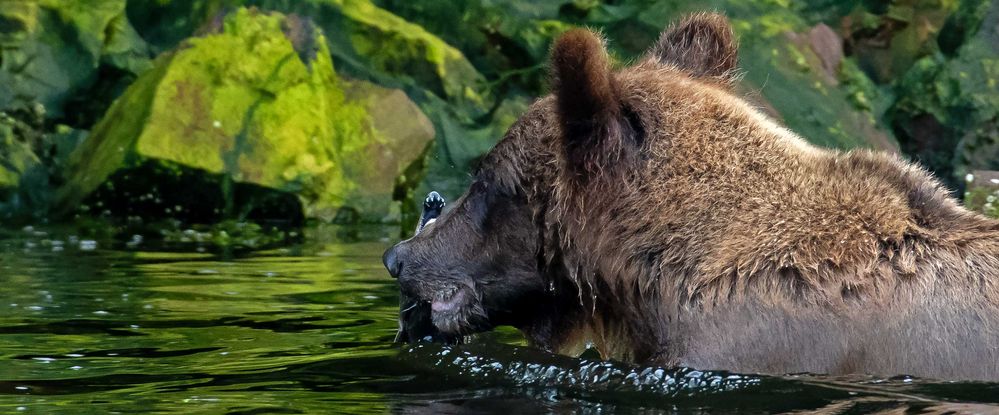 Alaska Wildlife