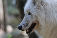 Alaska Wolf im Wildpark Lüneburger Heide