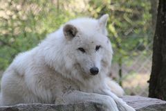 Alaska Wolf im Wildpark Lüneburger Heide
