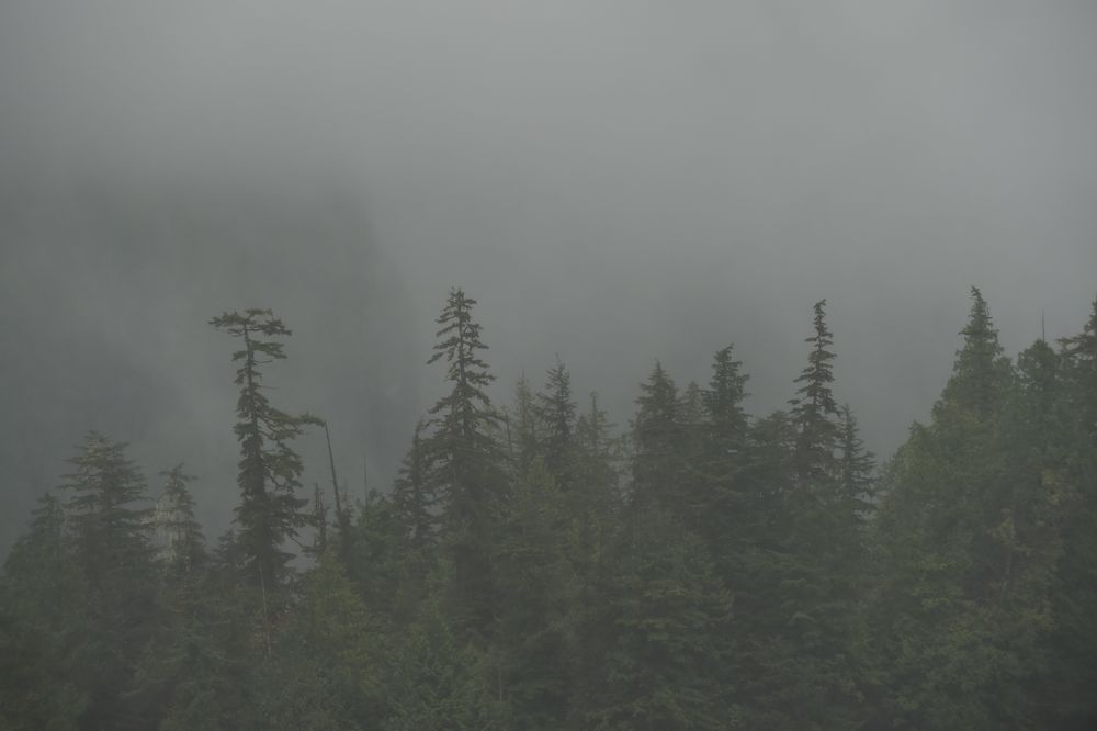 Alaska, Wrangel im Nebel                             DSC_5934