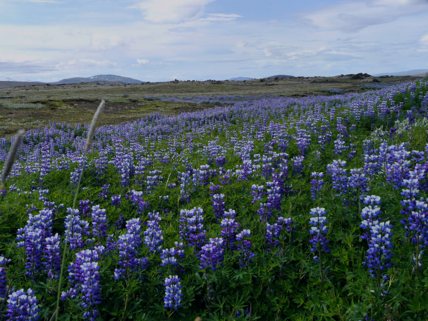 Alaskalupinen - Blüte auf Island