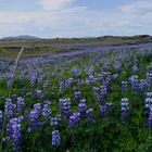 Alaskalupinen - Blüte auf Island