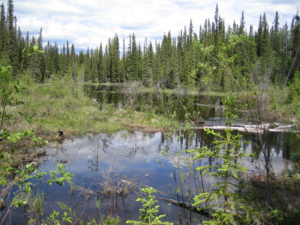 Alaskan Beaverlake