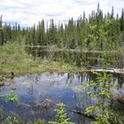 Alaskan Beaverlake