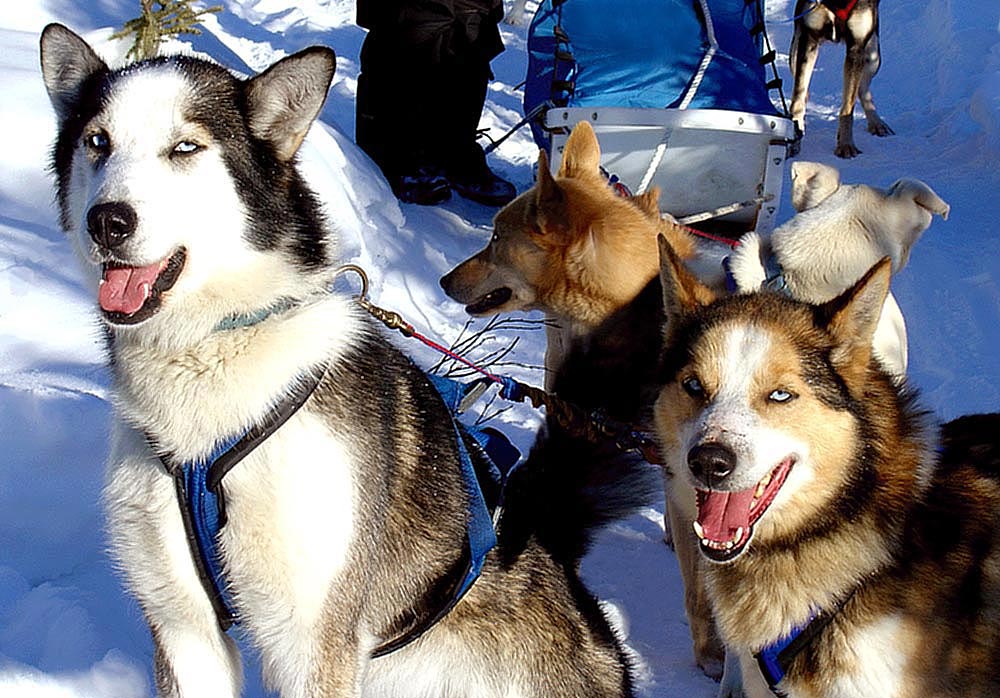 Alaskan Huskies