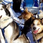 Alaskan Huskies