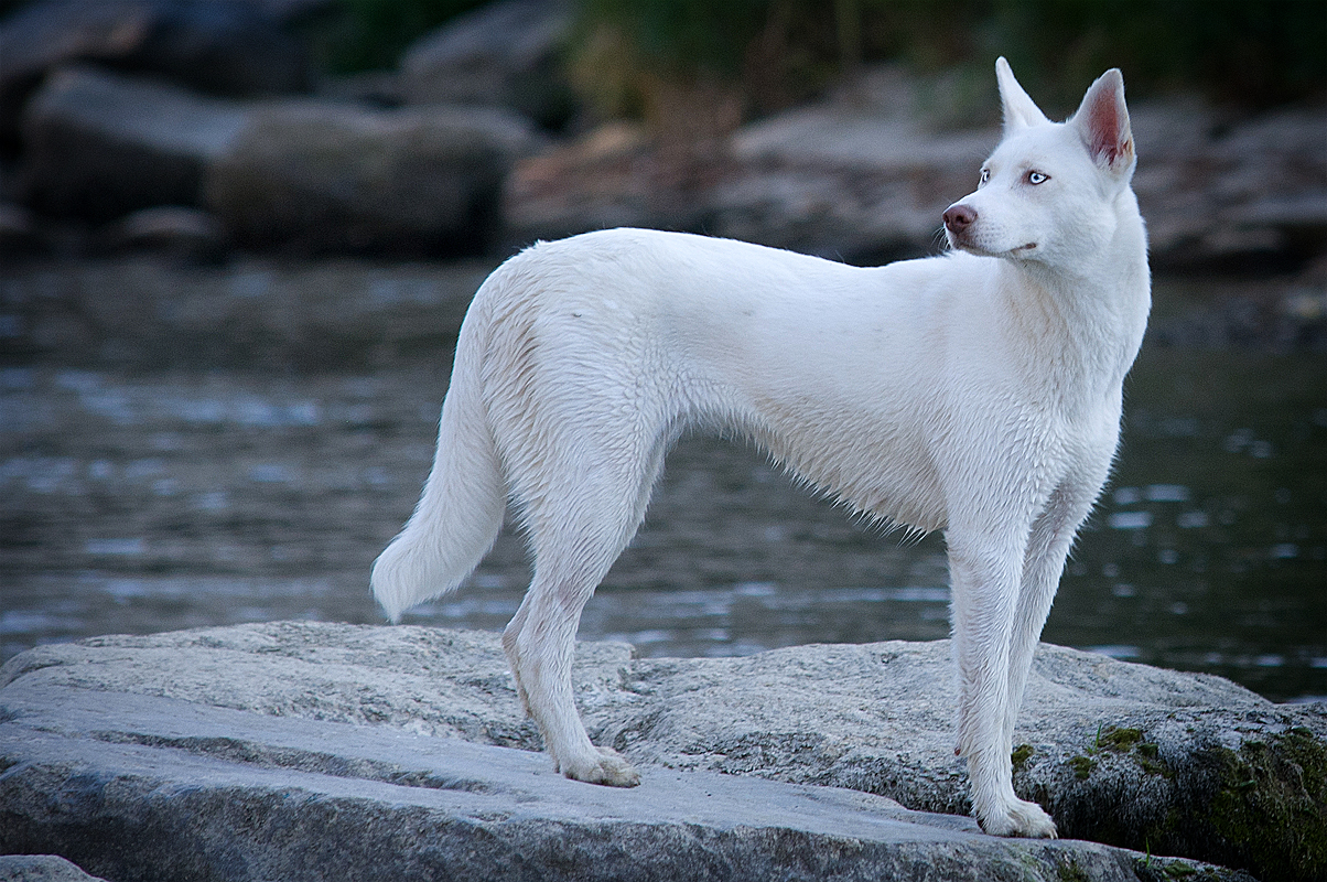 Alaskan Husky