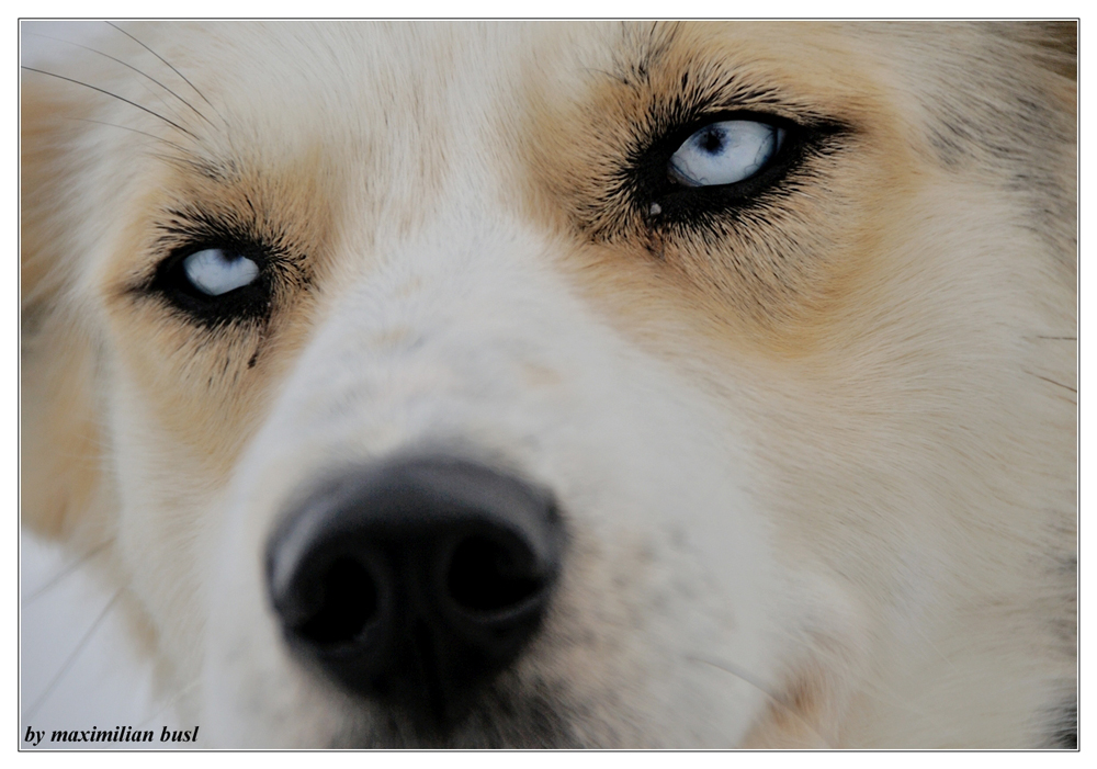 Alaskan Husky
