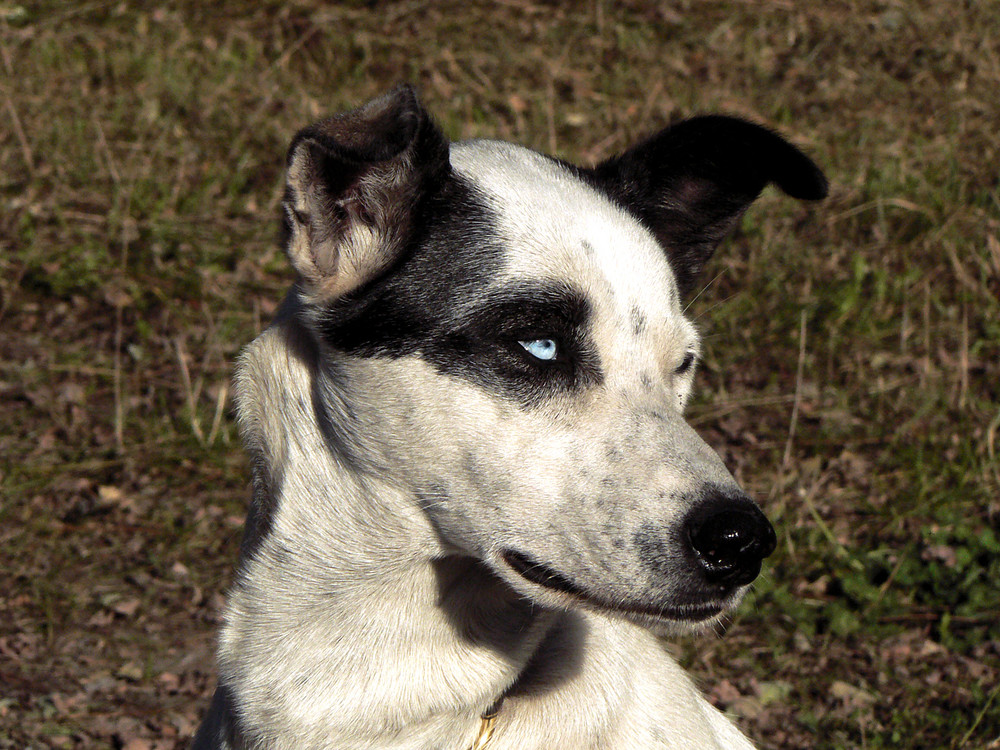 Alaskan Husky Hündin "Jogi"