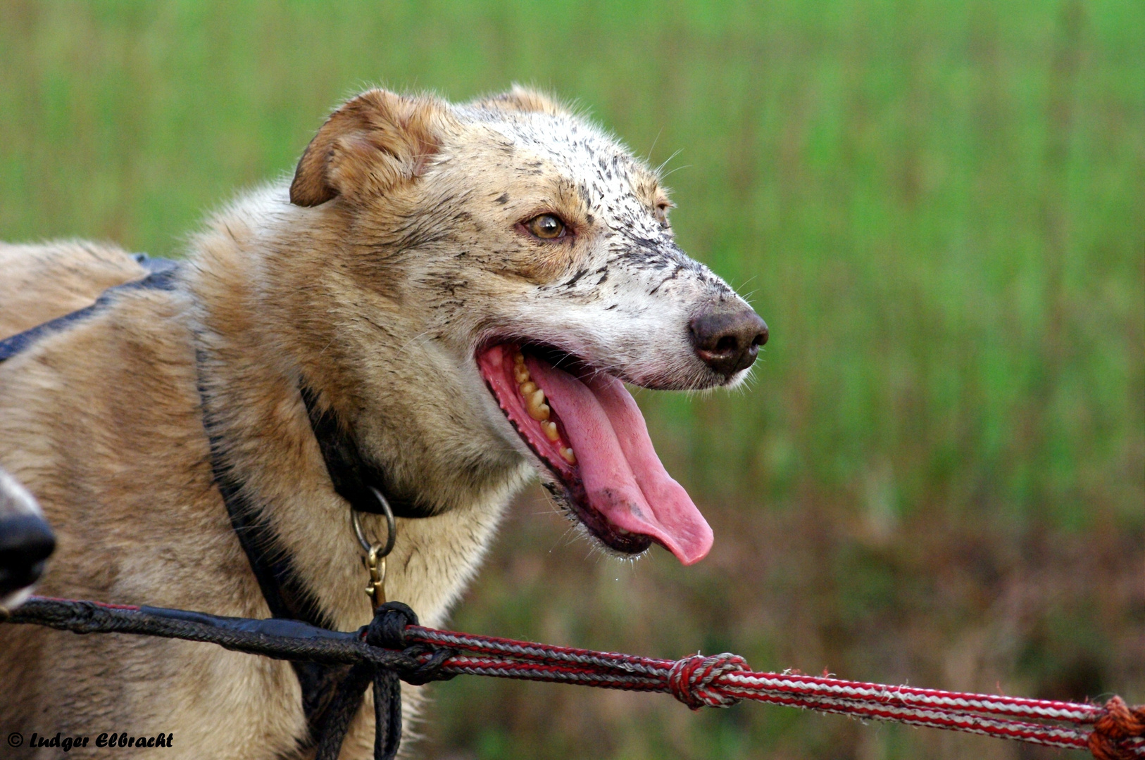 Alaskan Husky on tour 5