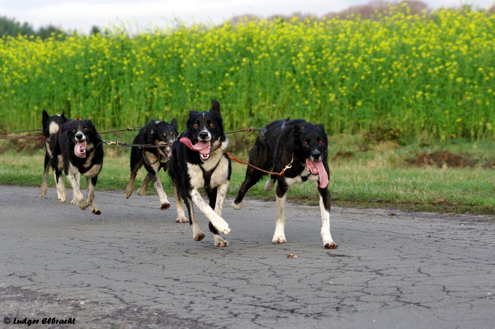 Alaskan Husky on tour 7