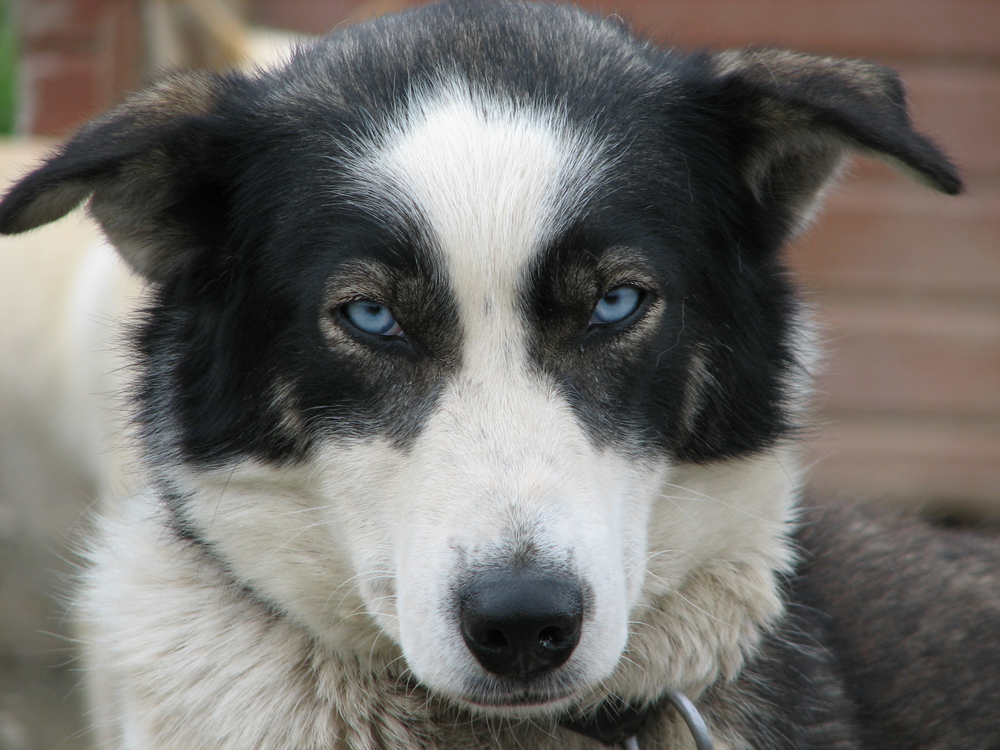 Alaskan Husky - schwer verliebt