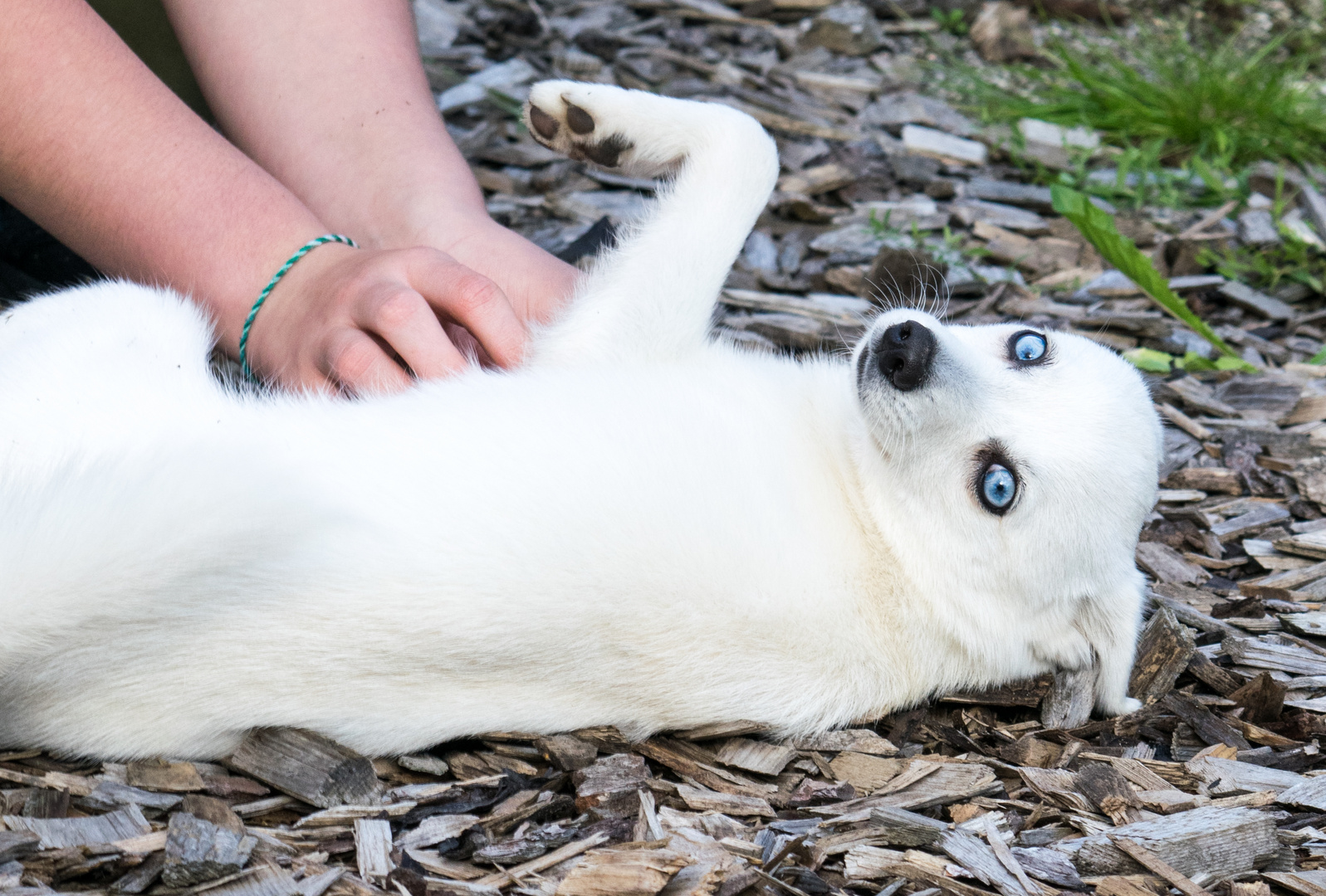 Alaskan Klee Kai   "Lumi"    