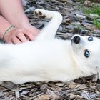 Alaskan Klee Kai   "Lumi"    