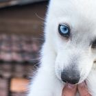 Alaskan Klee Kai  "Lumi"