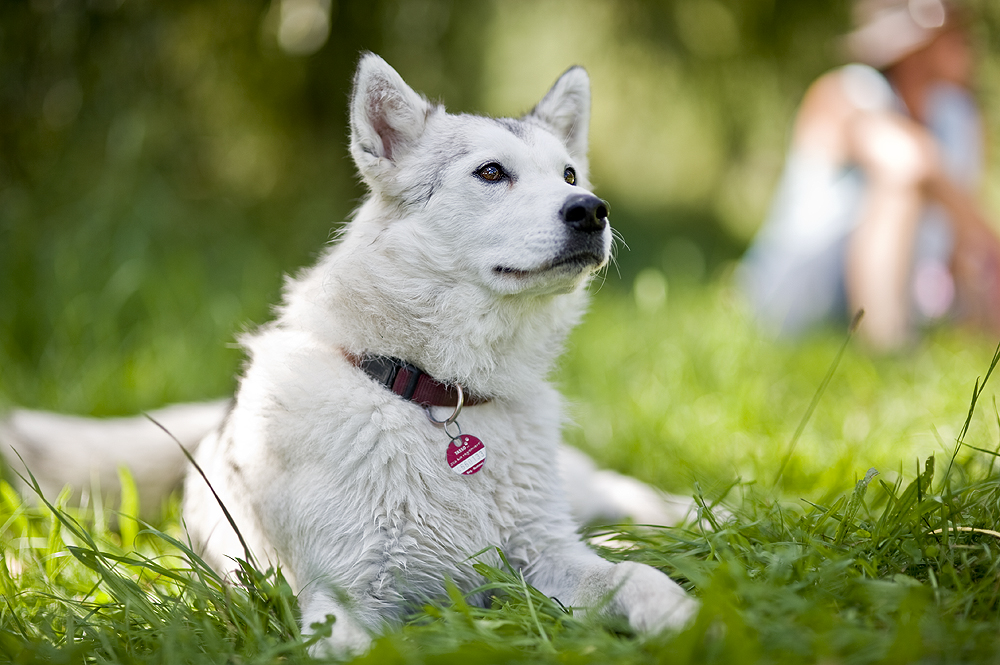 Alaskan Malamute