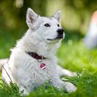 Alaskan Malamute