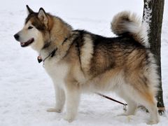 Alaskan Malamute-1