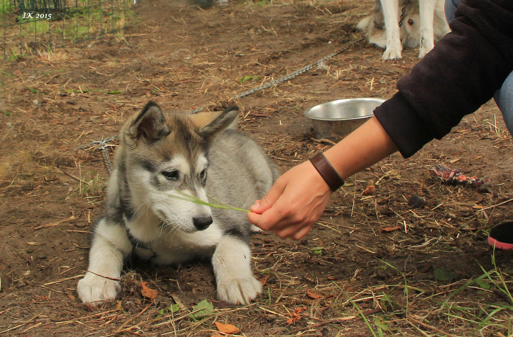 Alaskan Malamute - 11 Wochen jung