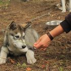 Alaskan Malamute - 11 Wochen jung