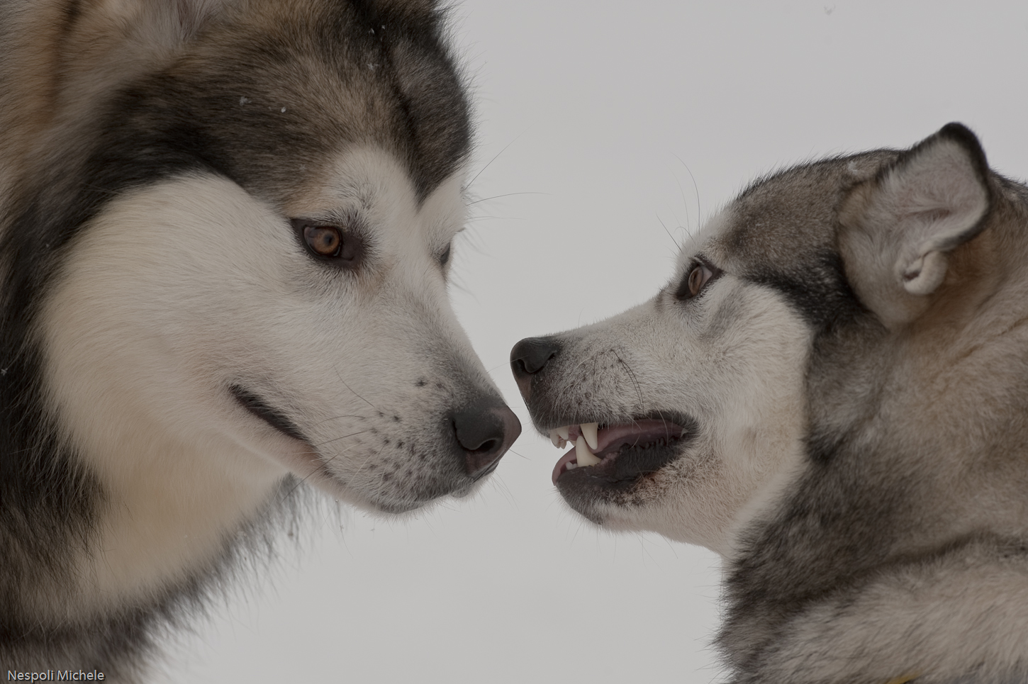 Alaskan Malamute