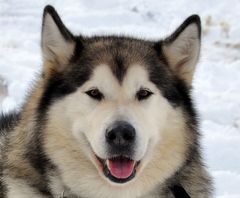 Alaskan Malamute-2