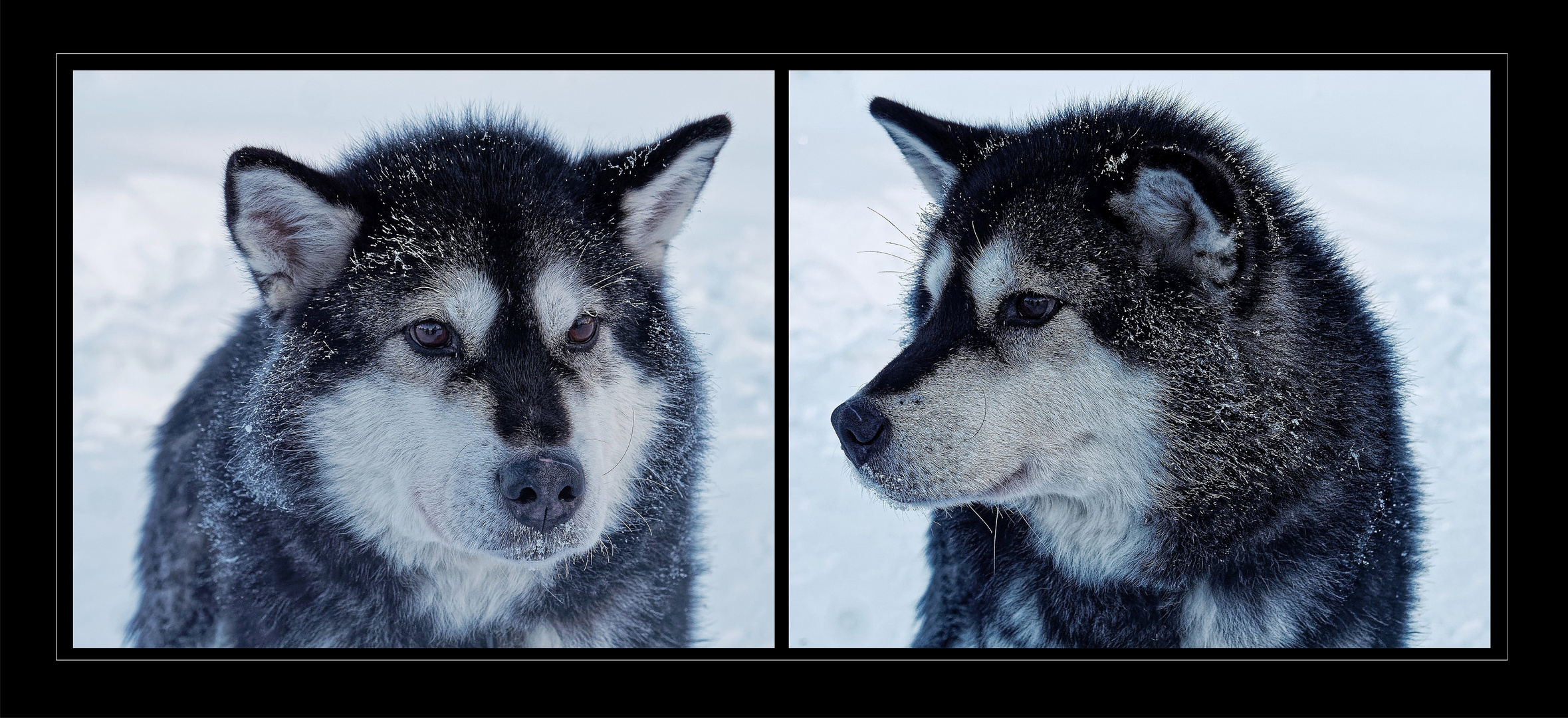 Alaskan Malamute