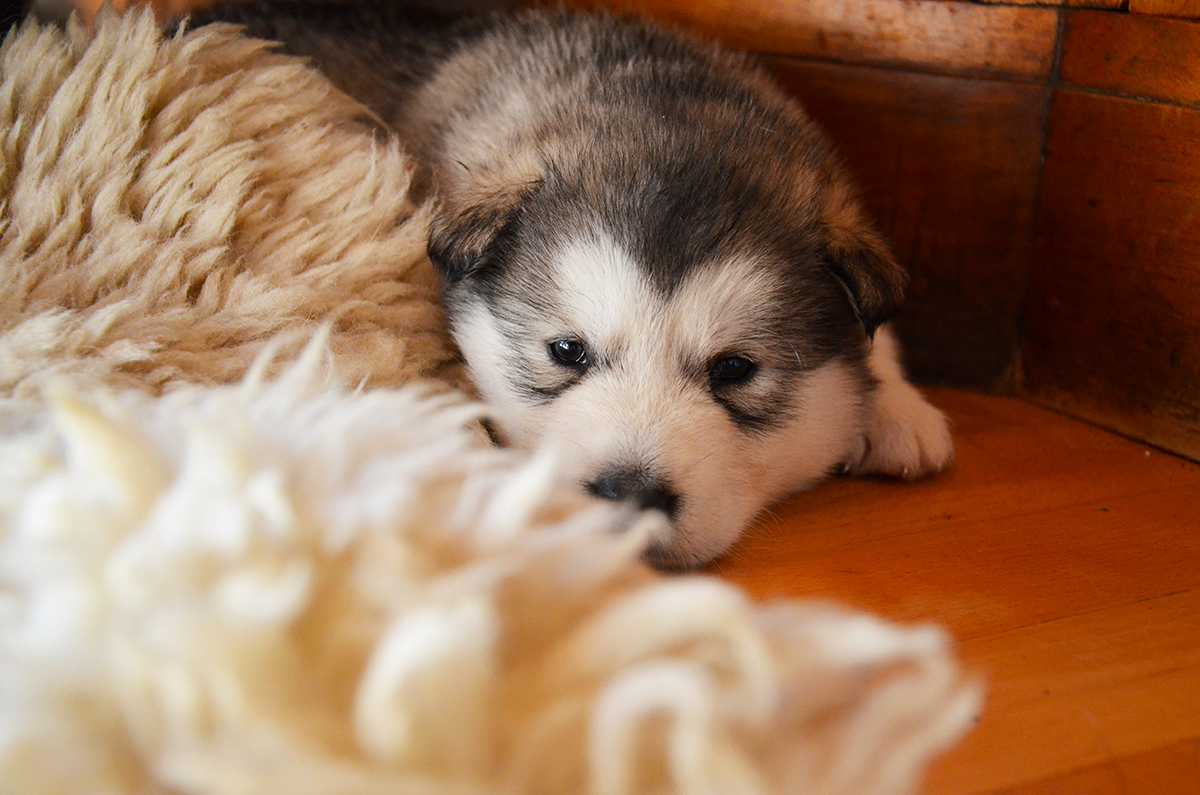 Alaskan Malamute