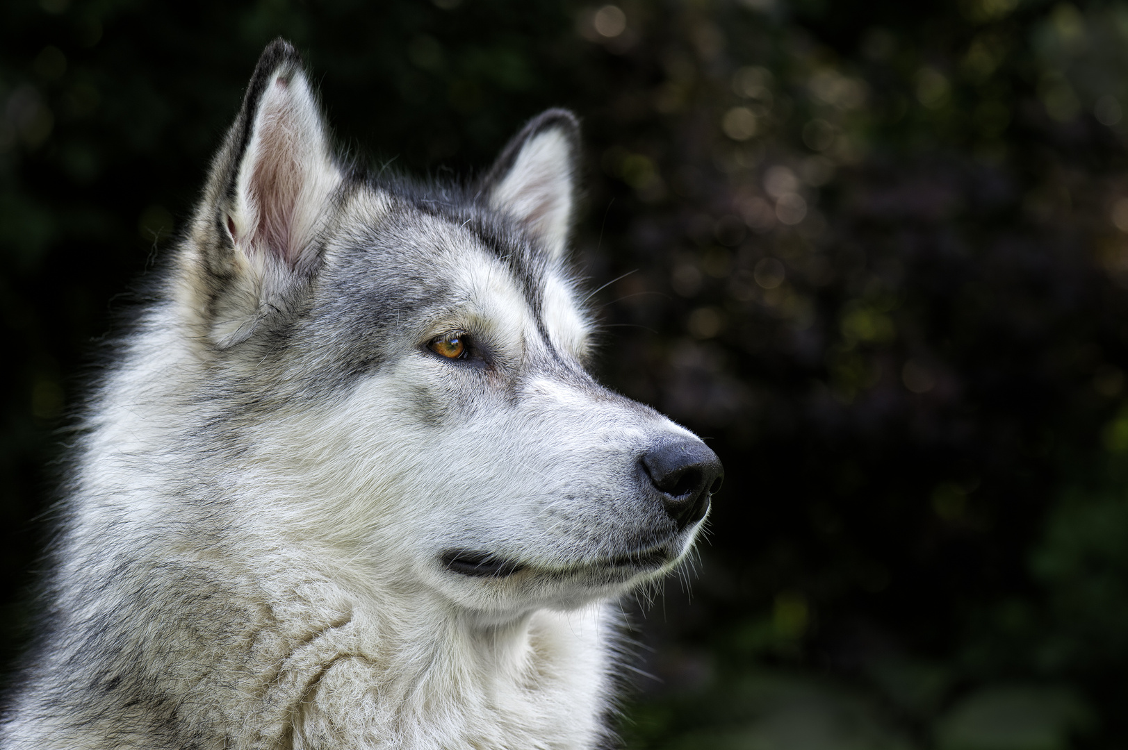 Alaskan Malamute