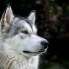 Alaskan Malamute