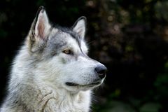 Alaskan Malamute