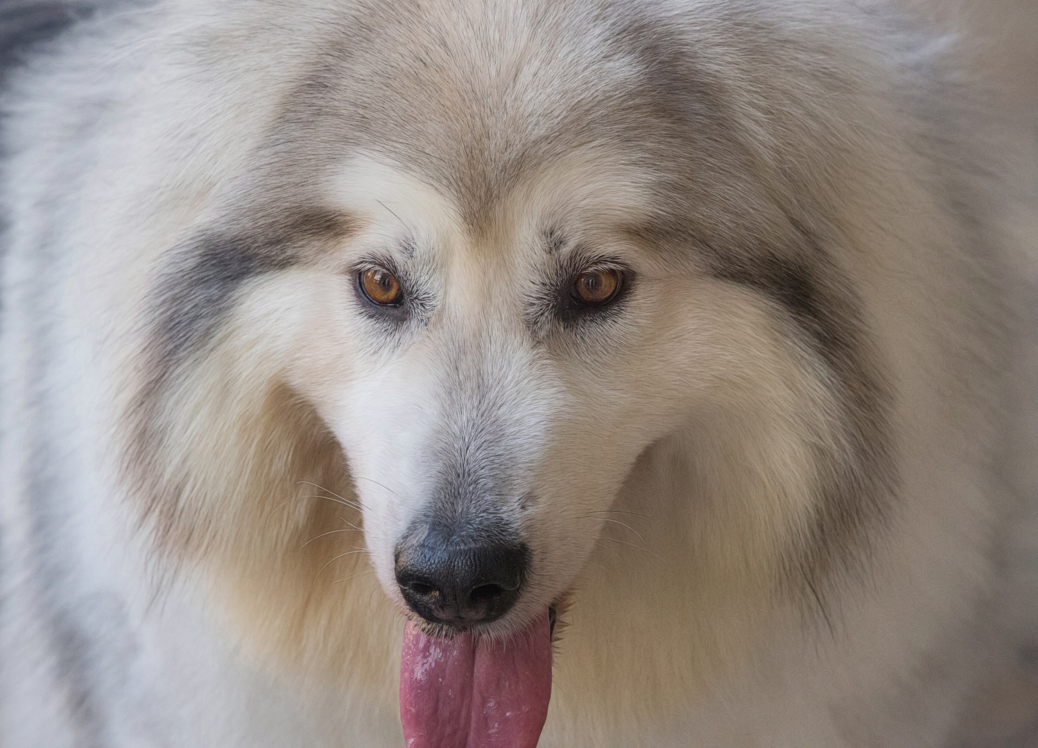 Alaskan Malamute