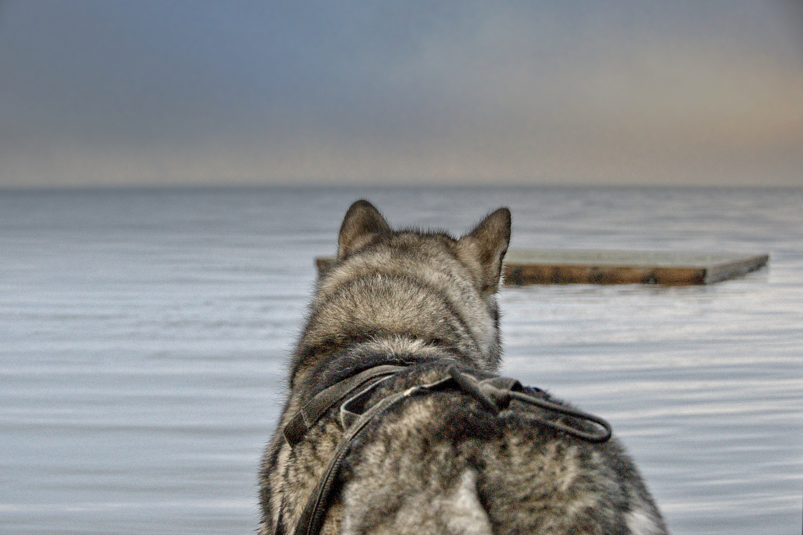 Alaskan Malamute am See Mycklaflon/Schweden