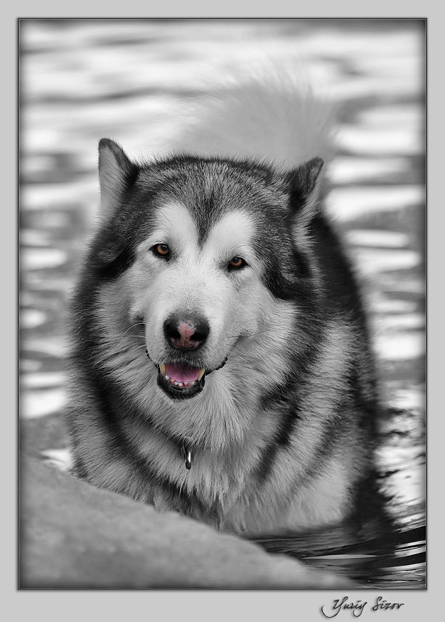 Alaskan Malamute