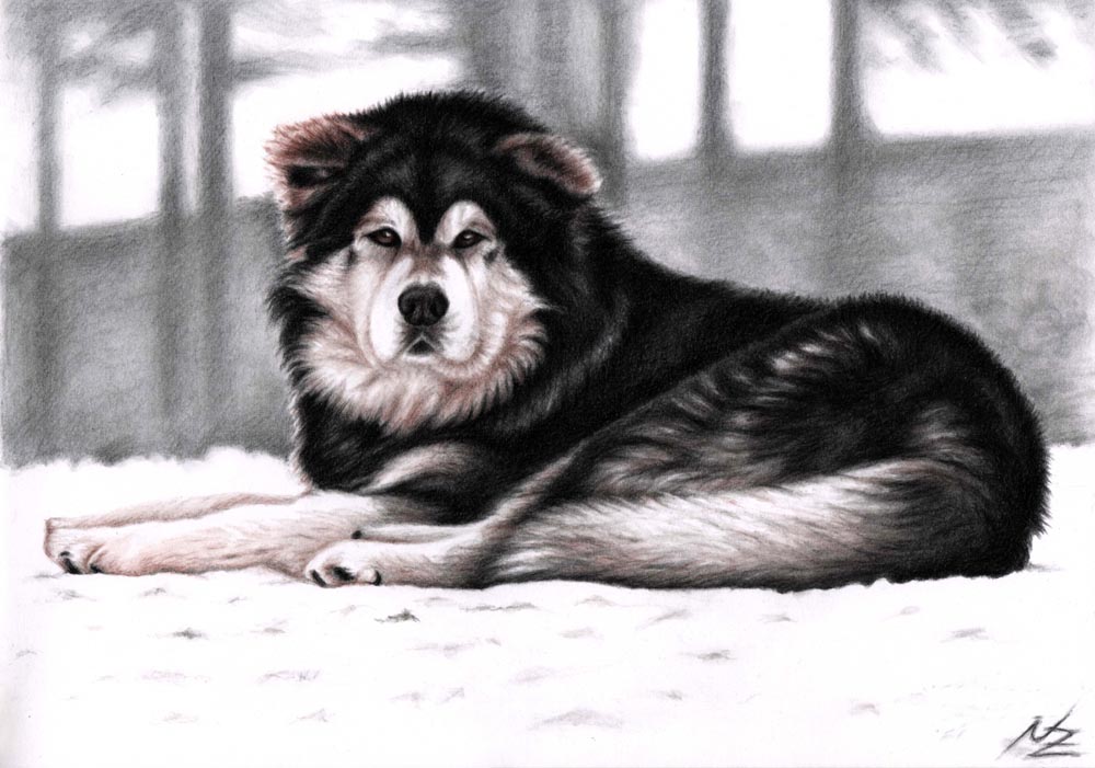 Alaskan Malamute im Schnee