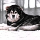 Alaskan Malamute im Schnee