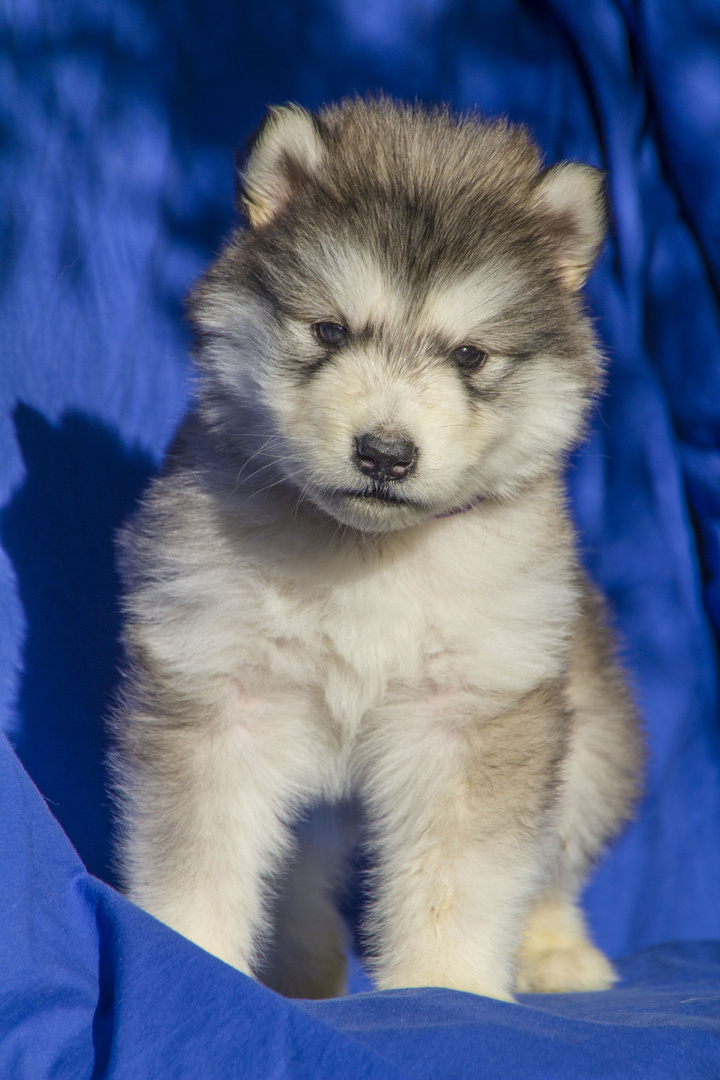 Alaskan Malamute "Violet Girl" 35 giorni