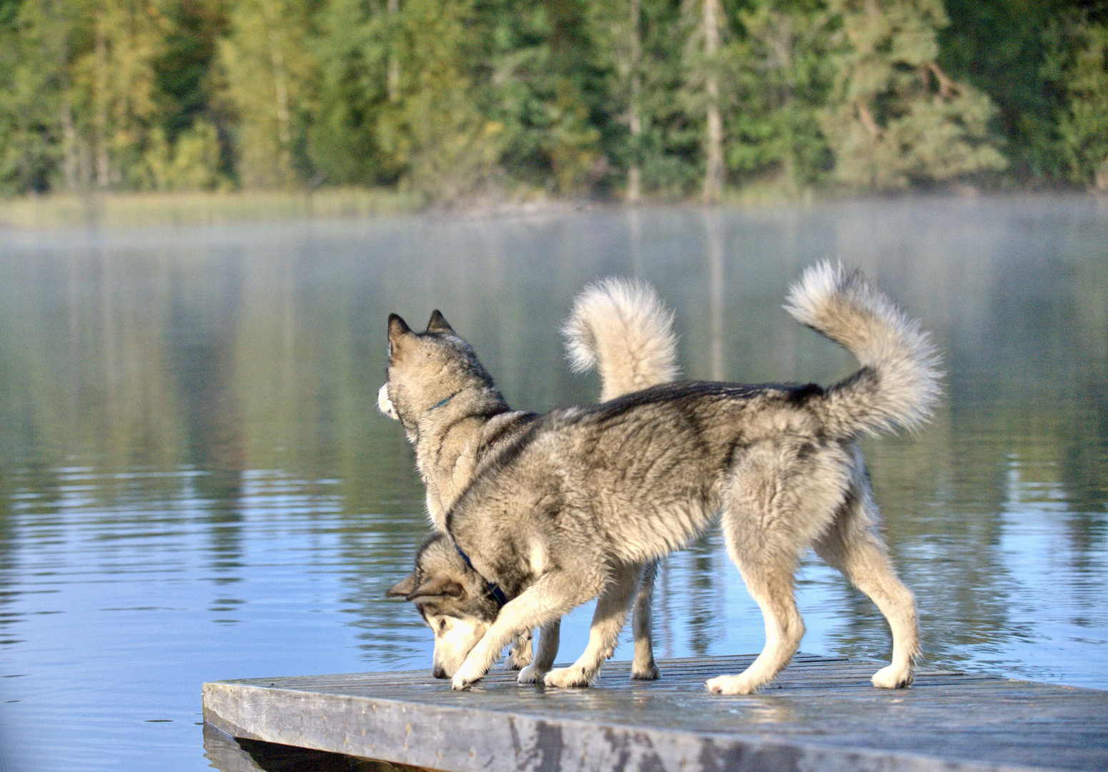 Alaskan Malamutes, Lake Sweden