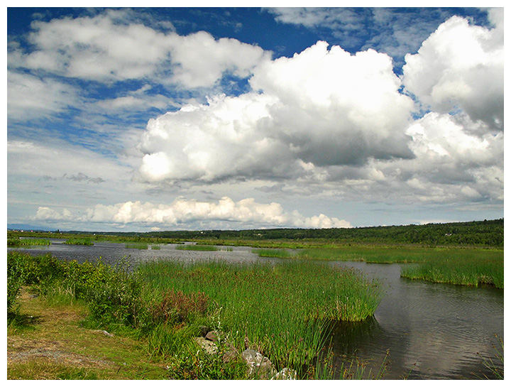 Alaskan Marshes