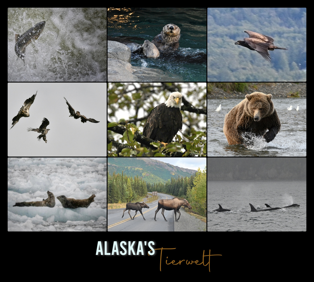 Alaska's Tierwelt