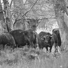 Alb-Büffel auf der Weide