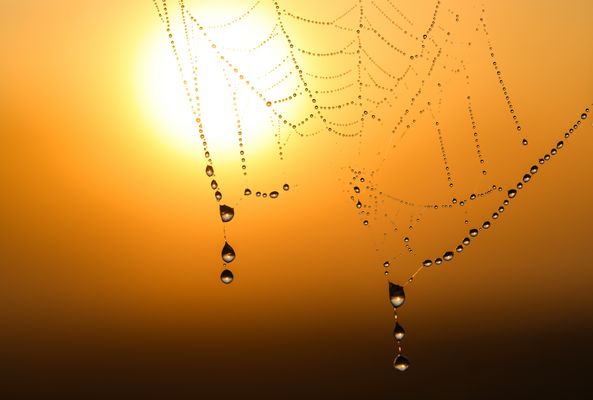 "Alb" Spinnennetz im Frühtau.....